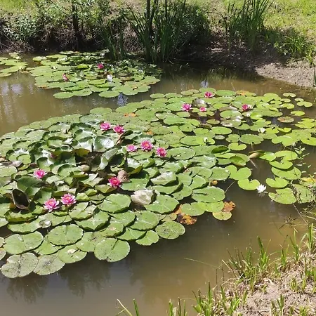 domek letniskowy Agroturystyka Sajkiewicz-3