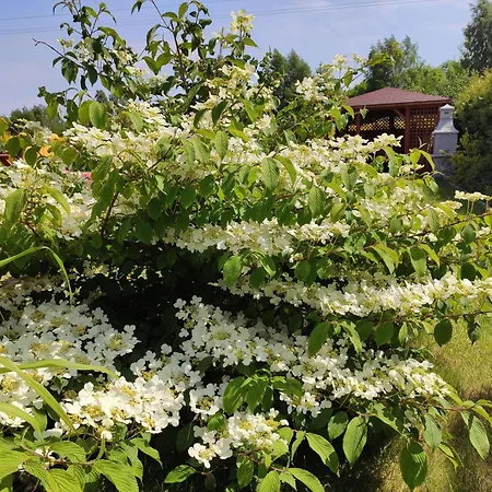 Oaza Dąbek-3